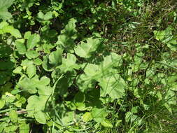 Image of Heracleum sphondylium subsp. sphondylium
