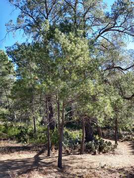 Image of Pinus cembroides subsp. lagunae (Rob.-Pass.) D. K. Bailey