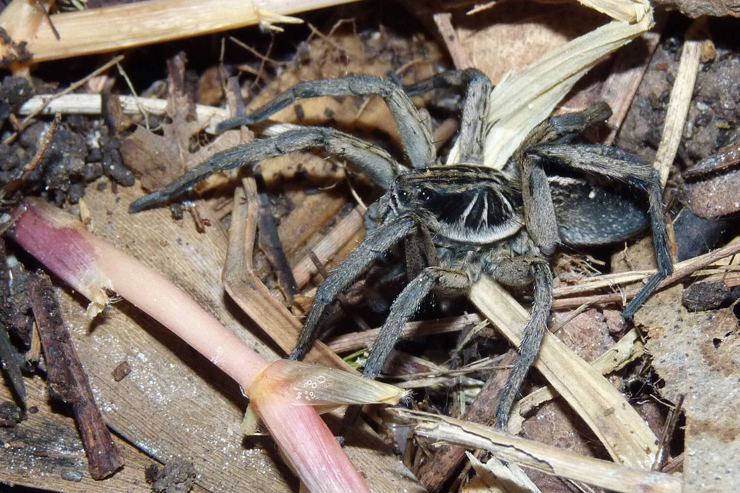 Image of Lycosa pampeana Holmberg 1876