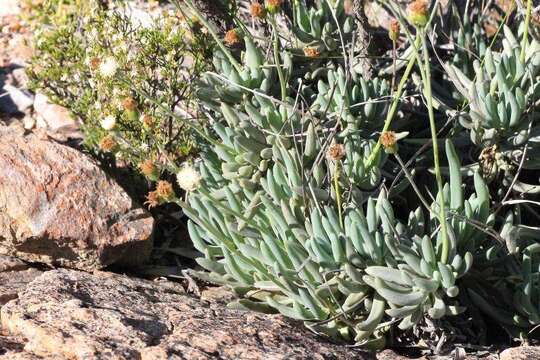 Image de Curio talinoides var. aizoides (DC.) P. V. Heath