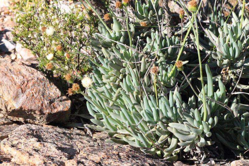 Plancia ëd Curio talinoides var. aizoides (DC.) P. V. Heath