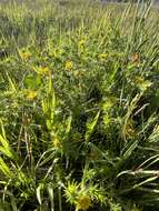 Image of Congdon's tarweed