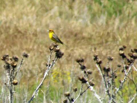 Image of Brown-headed Bunting