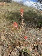 Image of longleaf Indian paintbrush