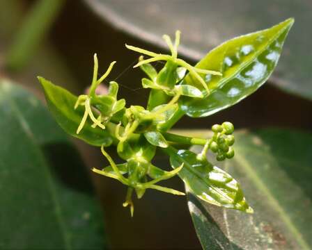 Image of Blachia umbellata (Willd.) Baill.