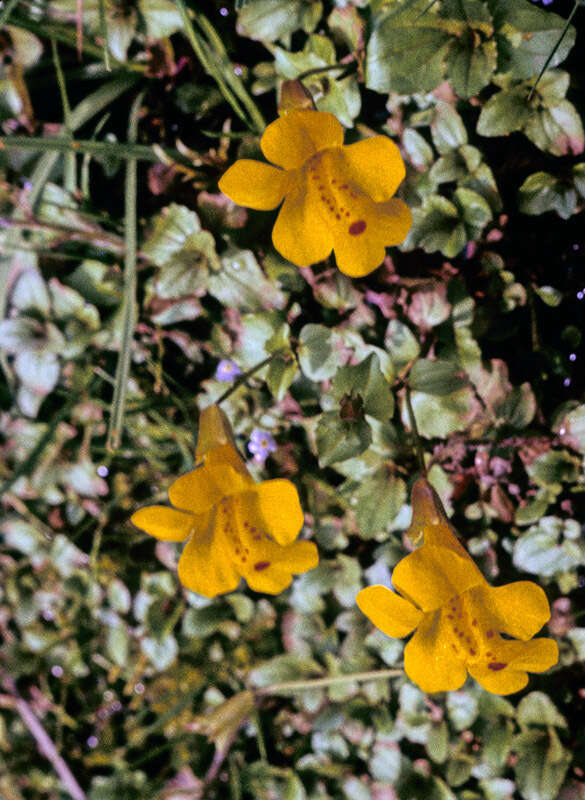 Image of Erythranthe robertsii (Silverside) G. L. Nesom