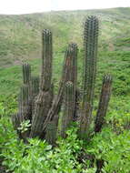 Image de Weberbauerocereus cephalomacrostibas (Werderm. & Backeb.) F. Ritter