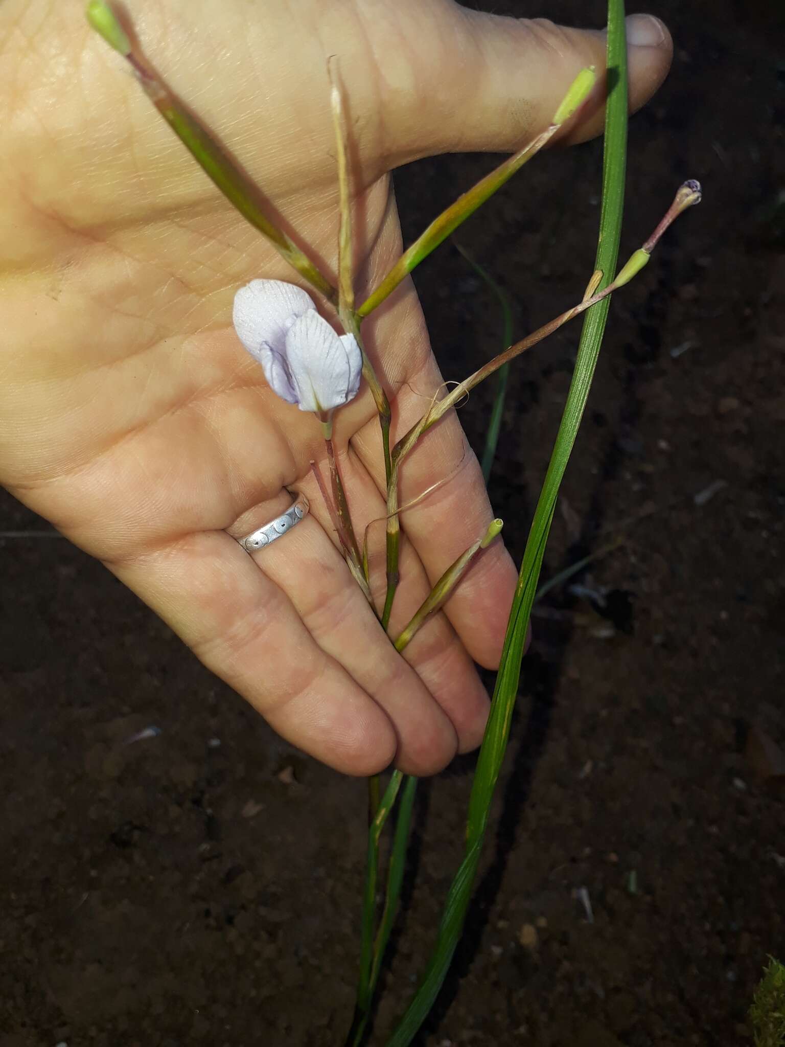 Image of blue-tulip