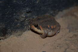 Image of Power’s Rain Frog