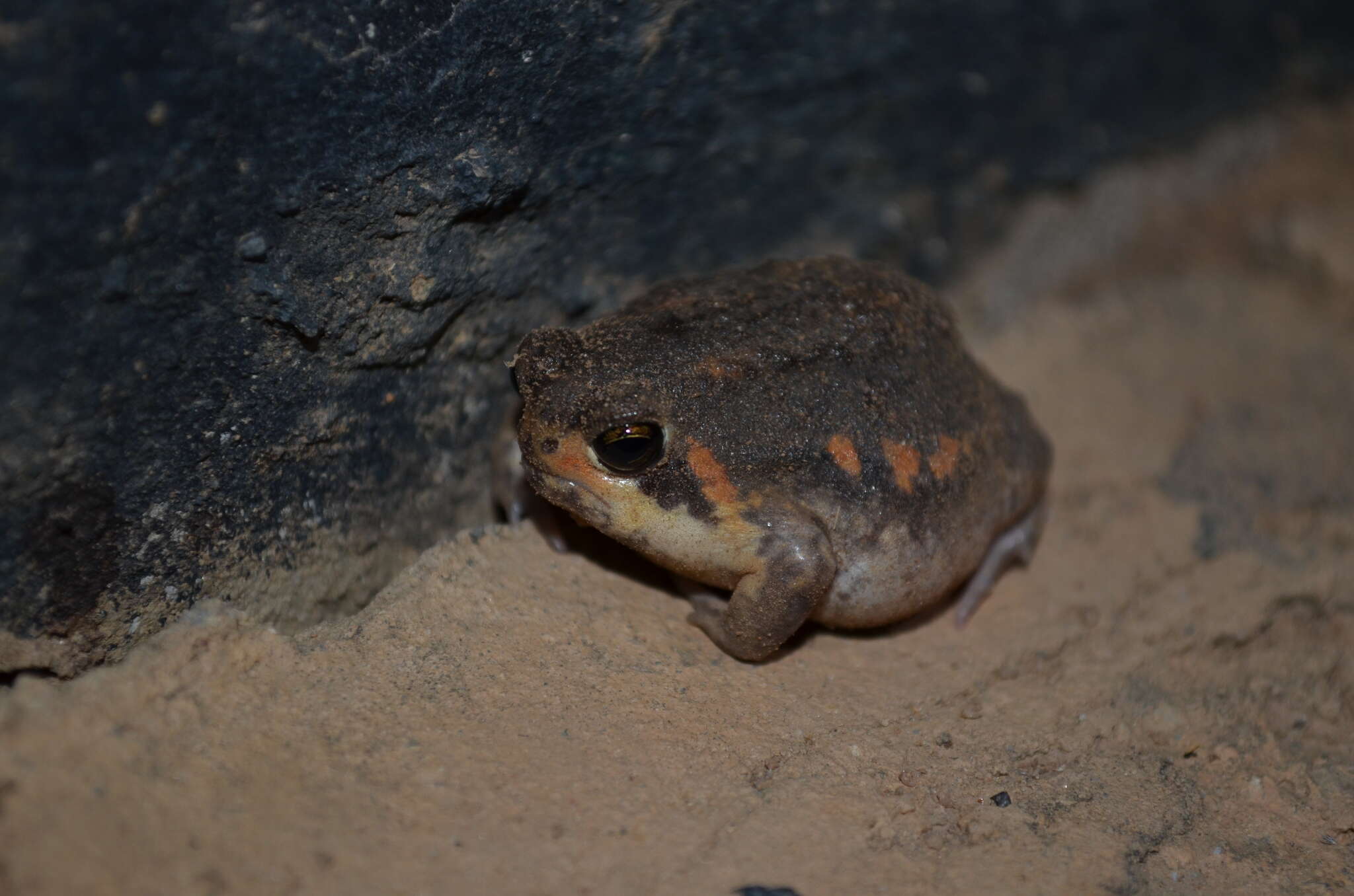 Image of Power’s Rain Frog