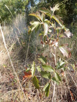 Image of eastern poison ivy