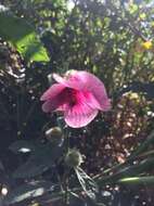 Image of Hibiscus diversifolius subsp. rivularis (Brem. & Oberm.) Exell