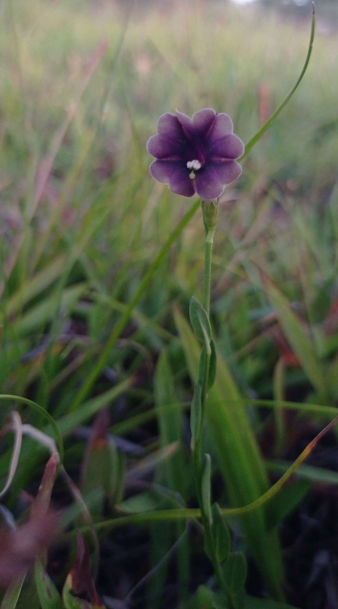 Image of Schwenckia curviflora Benth.