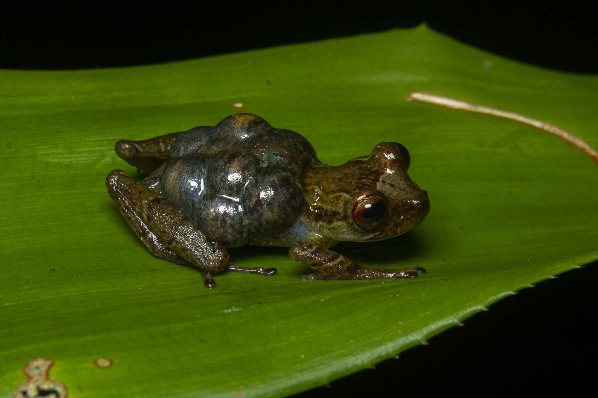 Image of Fritziana fissilis (Miranda-Ribeiro 1920)