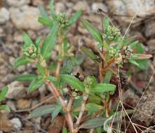 Sivun Persicaria prostrata (R. Br.) Sojak kuva