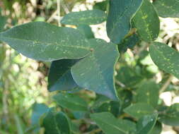 Image of Noronhia foveolata (E. Mey.) Hong-Wa & Besnard