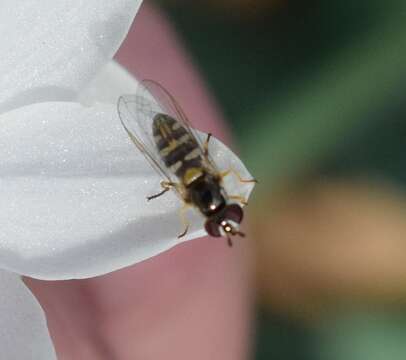 Image of Syrphid fly