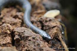 Image of Thickhead Ground Snake