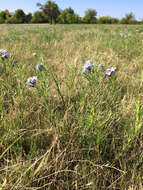 Plancia ëd Amsonia ciliata Walt.