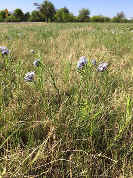 Image of fringed bluestar