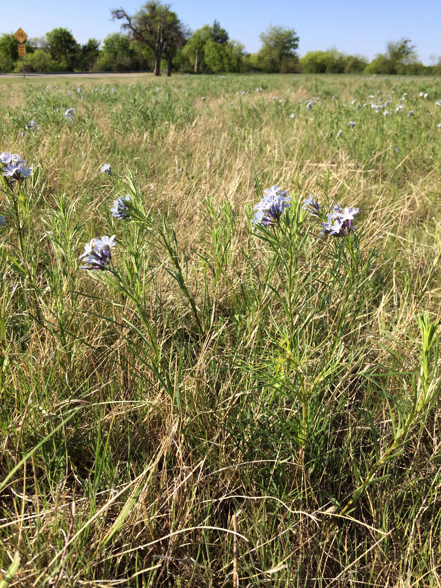 Plancia ëd Amsonia ciliata Walt.