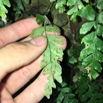 Hymenasplenium subnormale (Copel.) Nakaike resmi