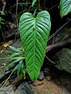 Image of Anthurium talamancae Engl.