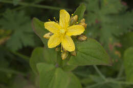 صورة Hypericum bithynicum Boiss.