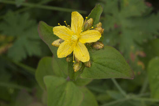 Image of Hypericum bithynicum Boiss.