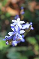 Orthrosanthus exsertus (R. C. Foster) Ravenna的图像