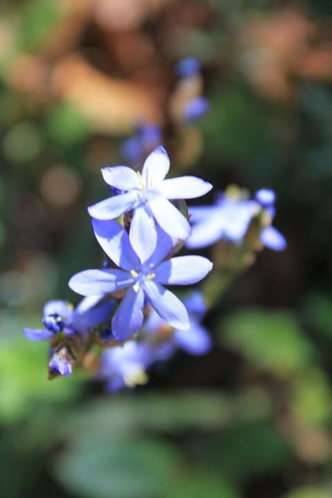 Orthrosanthus exsertus (R. C. Foster) Ravenna的图像