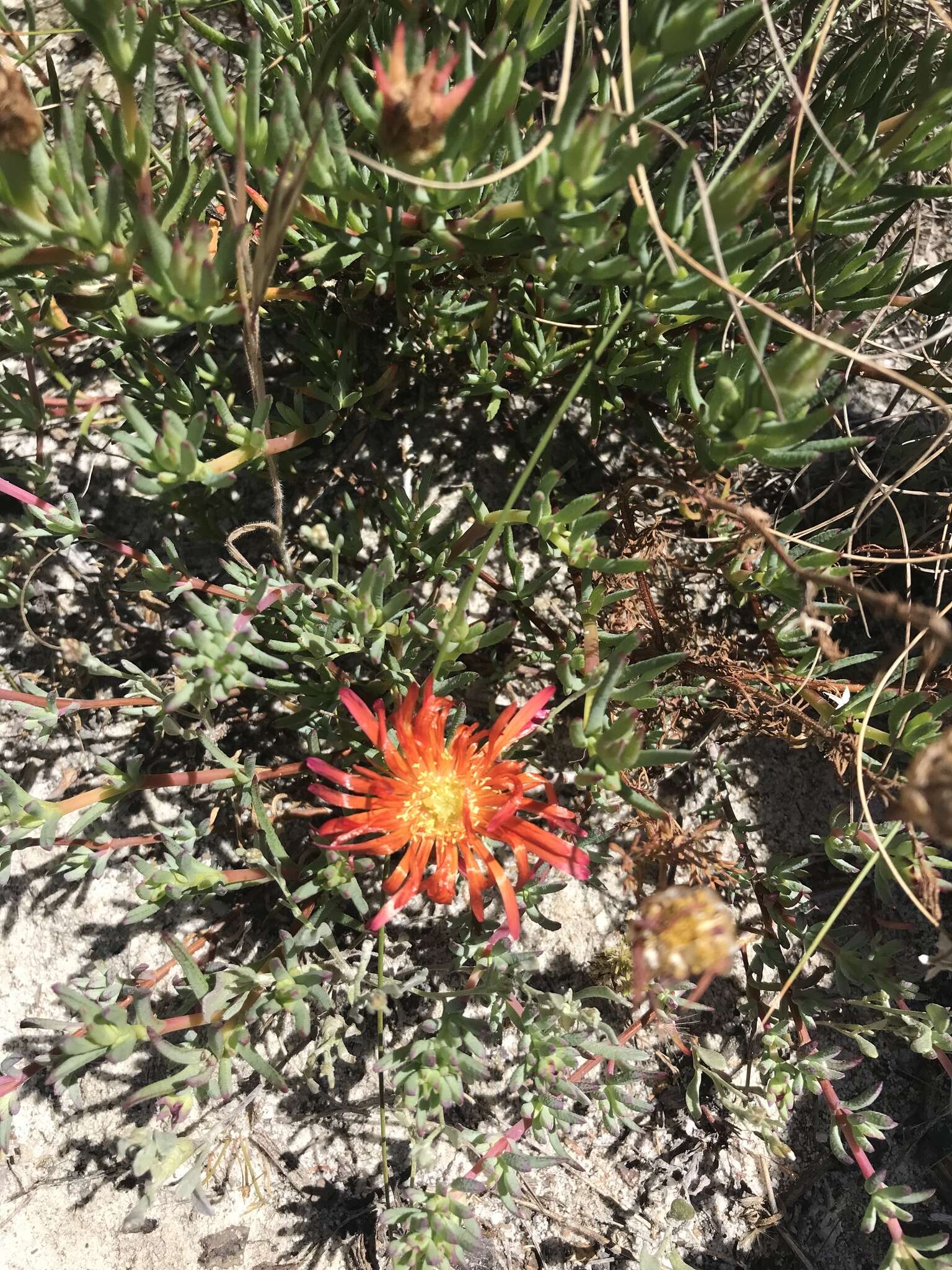 Image of Lampranthus glaucoides (Haw.) N. E. Br.