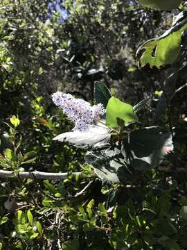 Image of feltleaf ceanothus