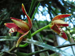 Image of Coconut orchid