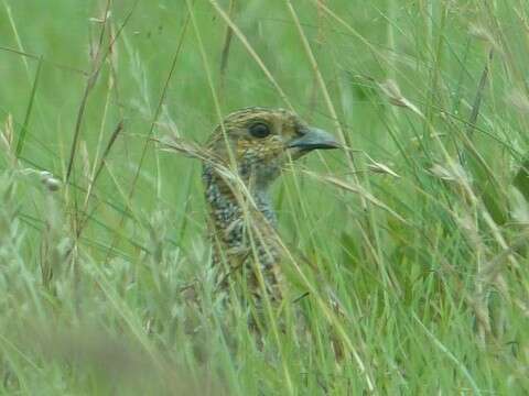 Image of Grey-winged Francolin