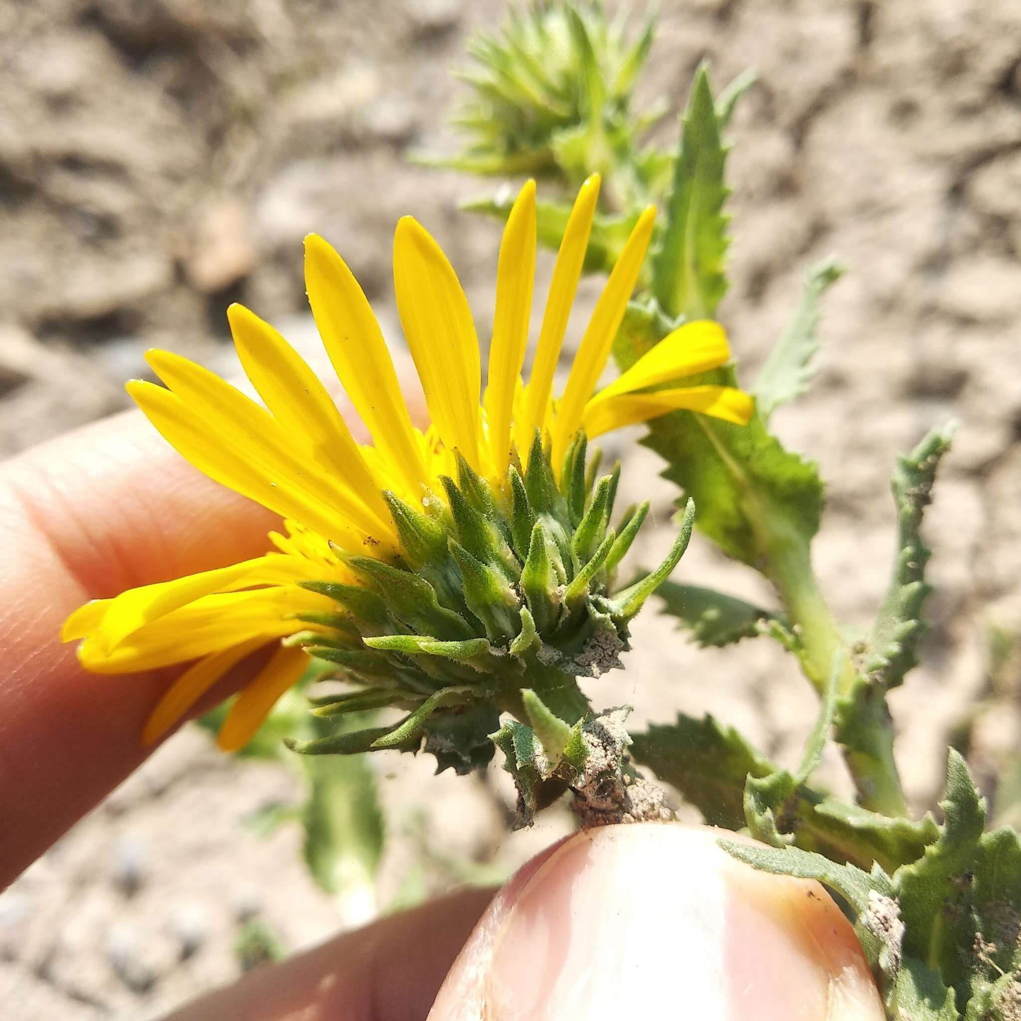 Image of Grindelia inuloides Willd.