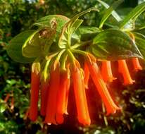 Image of Macleania bullata Yeo