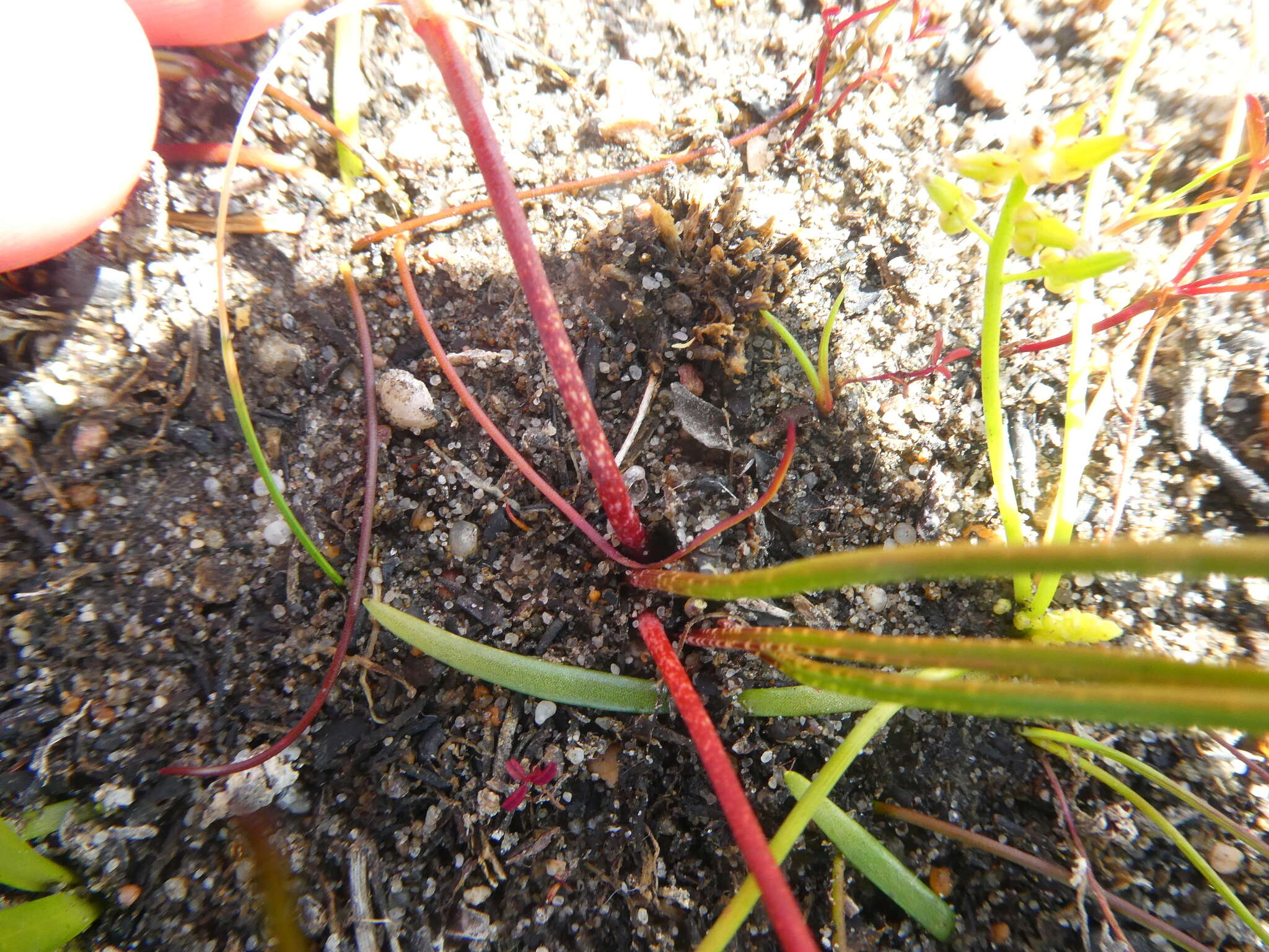 Image of Trachyandra filiformis (Aiton) Oberm.