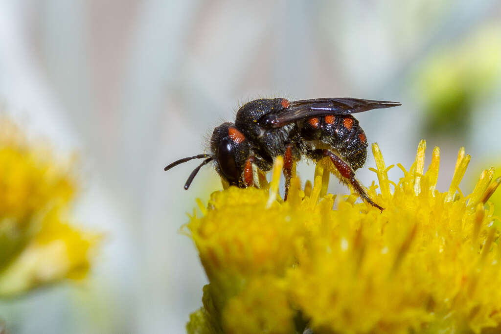 Image de Pseudoanthidium canariense (Mavromoustakis 1954)