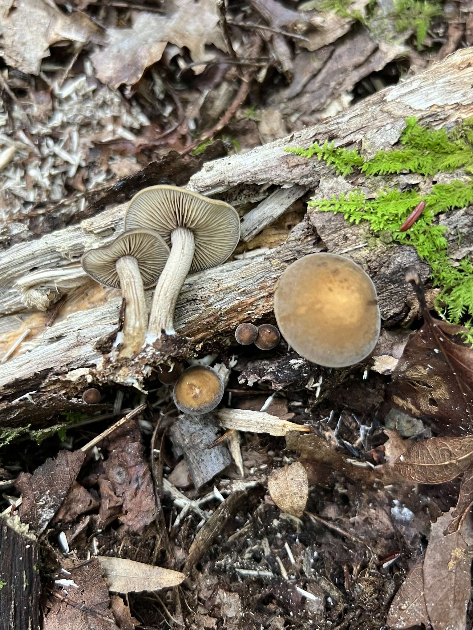 Image of Agrocybe firma (Peck) Singer 1940