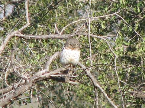 Image of African Barred Owlet