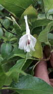 صورة Ruellia geayi (Benoist) E. A. Tripp