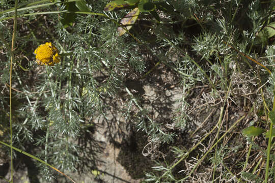 Image of Anthemis marschalliana Willd.