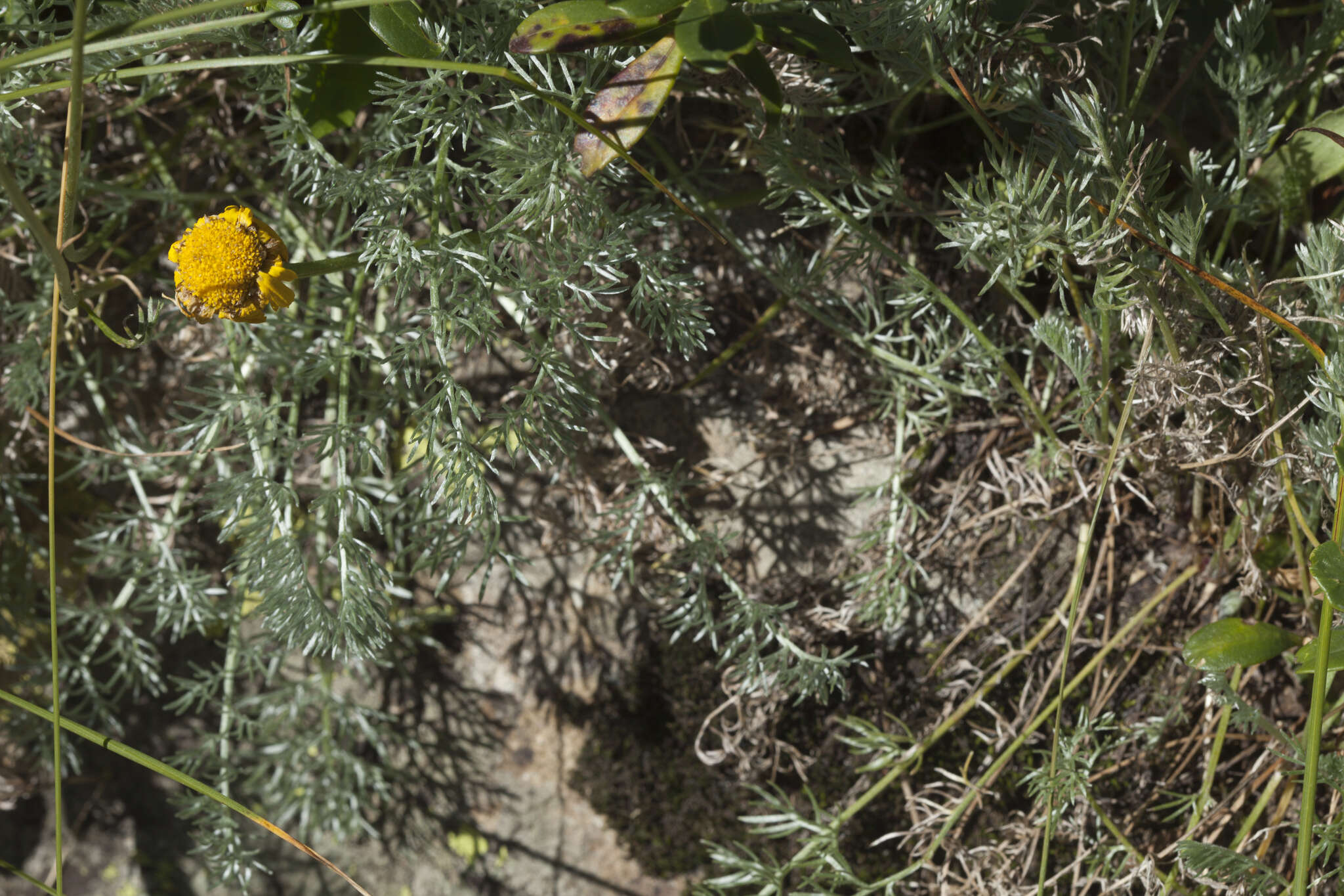 Image of Anthemis marschalliana Willd.