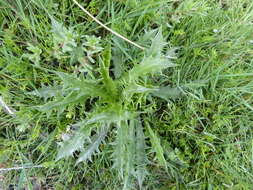 Eryngium vesiculosum Labill. resmi