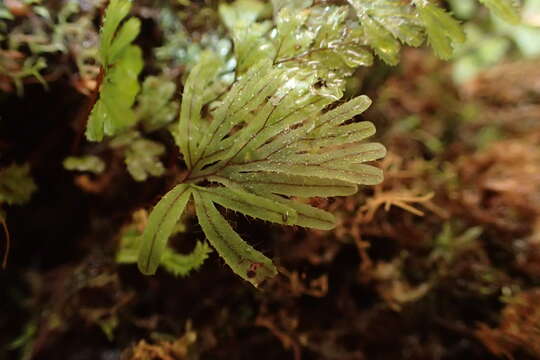 Image de Hymenophyllum lyallii Hook. fil.