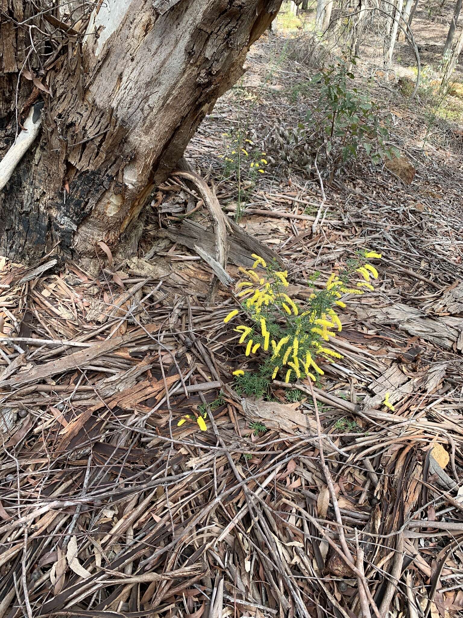 Imagem de Acacia drummondii Lindl.