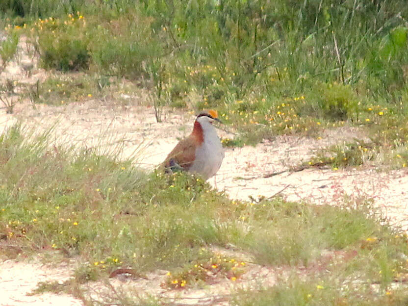 Image of Brush Bronzewing