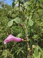 Image of Ipomoea cheirophylla O'Donell