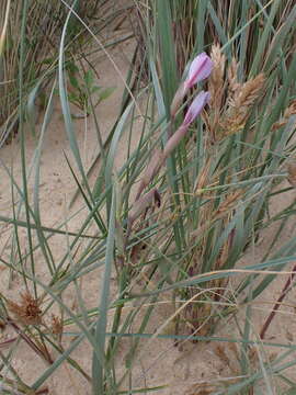 Image of Gladiolus gueinzii Kunze